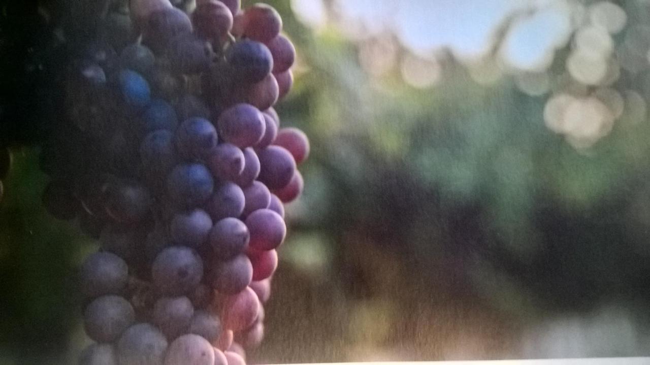Acero Rosso B&B In Franciacorta Erbusco Kültér fotó