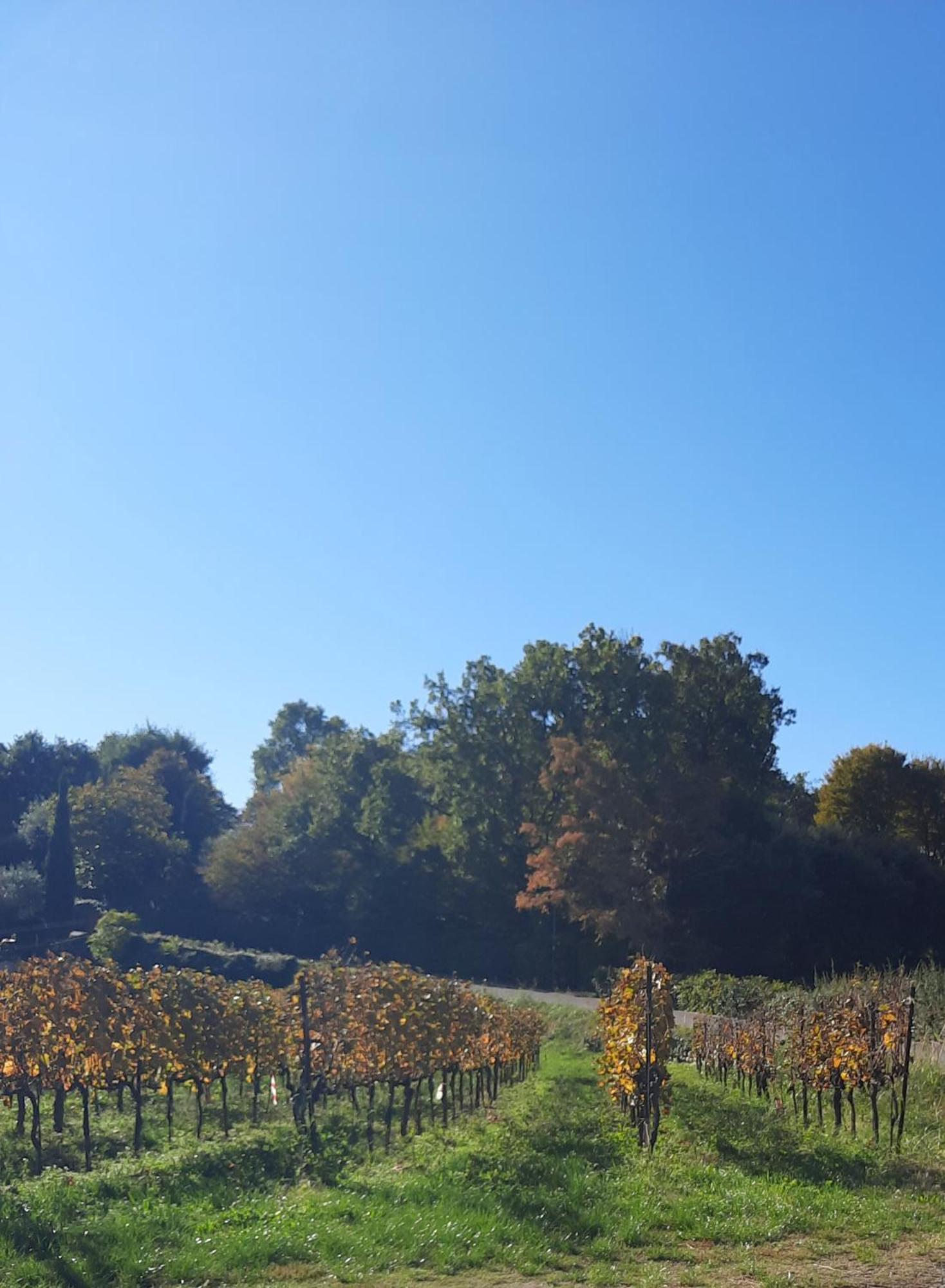 Acero Rosso B&B In Franciacorta Erbusco Kültér fotó